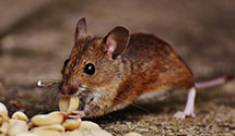 24 Hour & Emergency Exterminators in S Williamsprt, PA
